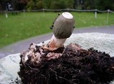 Phallus ravenelii image