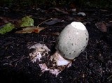 Phallus ravenelii image