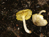 Chrysomphalina strombodes image