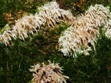 Hydnocristella himantia image