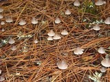 Mycena purpureofusca image