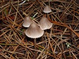 Mycena purpureofusca image