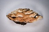 Abortiporus biennis image