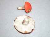 Gyroporus ballouii image