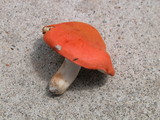 Tylopilus balloui image