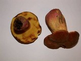 Boletus sensibilis image