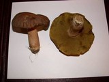 Boletus variipes image