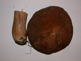 Boletus variipes image