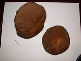 Boletus variipes image
