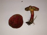 Boletochaete bicolor image
