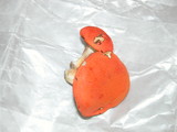 Gyroporus ballouii image