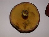 Boletochaete bicolor image