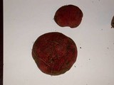 Boletochaete bicolor image
