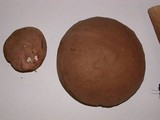 Tylopilus rubrobrunneus image
