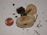 Lepiota flammeatincta image