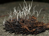 Xylaria magnoliae image