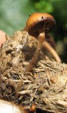 Psilocybe coprophila image
