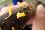 Dacryopinax spathularia image
