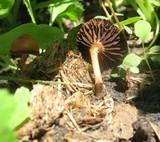 Psilocybe coprophila image