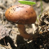 Psilocybe coprophila image