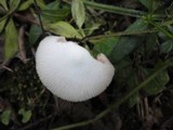 Volvariella murinella image