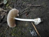 Volvariella murinella image