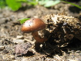 Psilocybe coprophila image