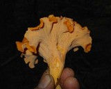 Cantharellus lateritius image