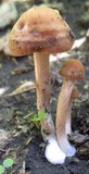 Panaeolus cinctulus image