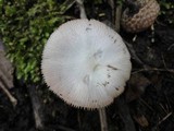 Volvariella murinella image
