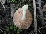 Volvariella murinella image