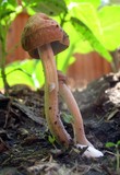 Panaeolus cinctulus image