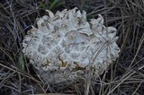 Calvatia sculpta image