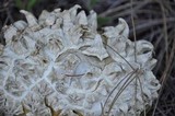 Calvatia sculpta image