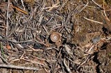 Coltricia cinnamomea image