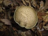 Boletellus chrysenteroides image