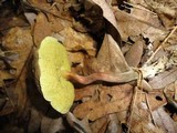 Boletellus chrysenteroides image
