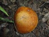 Boletus subglabripes image