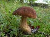 Leccinellum crocipodium image