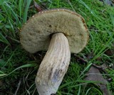 Leccinellum crocipodium image
