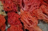 Ramaria araiospora image