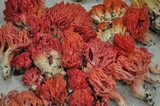 Ramaria araiospora image