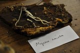 Mycena amicta image