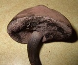 Tylopilus griseocarneus image