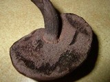 Tylopilus griseocarneus image