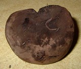 Tylopilus griseocarneus image
