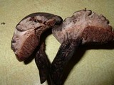 Tylopilus griseocarneus image