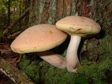 Boletus pallidus image