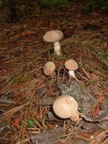 Boletus pallidus image
