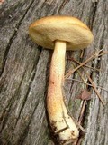 Boletus viscidocorrugis image